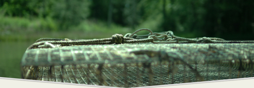 Oyster Cages